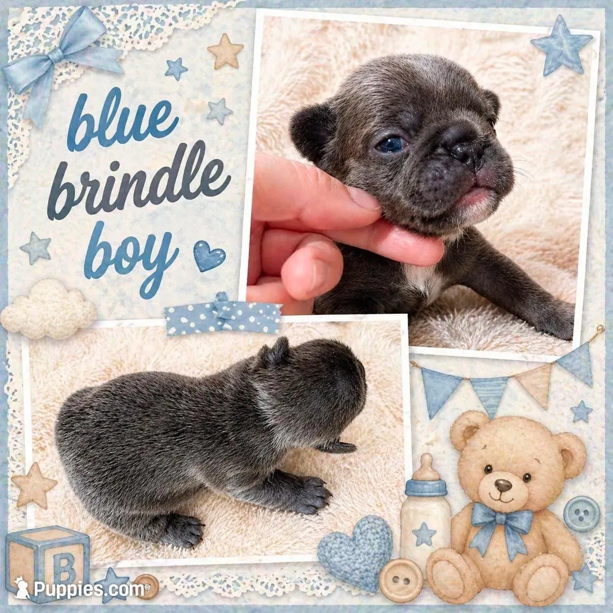 Dudley , a male French Bulldog for sale in Mifflintown, PA – 3 of 5