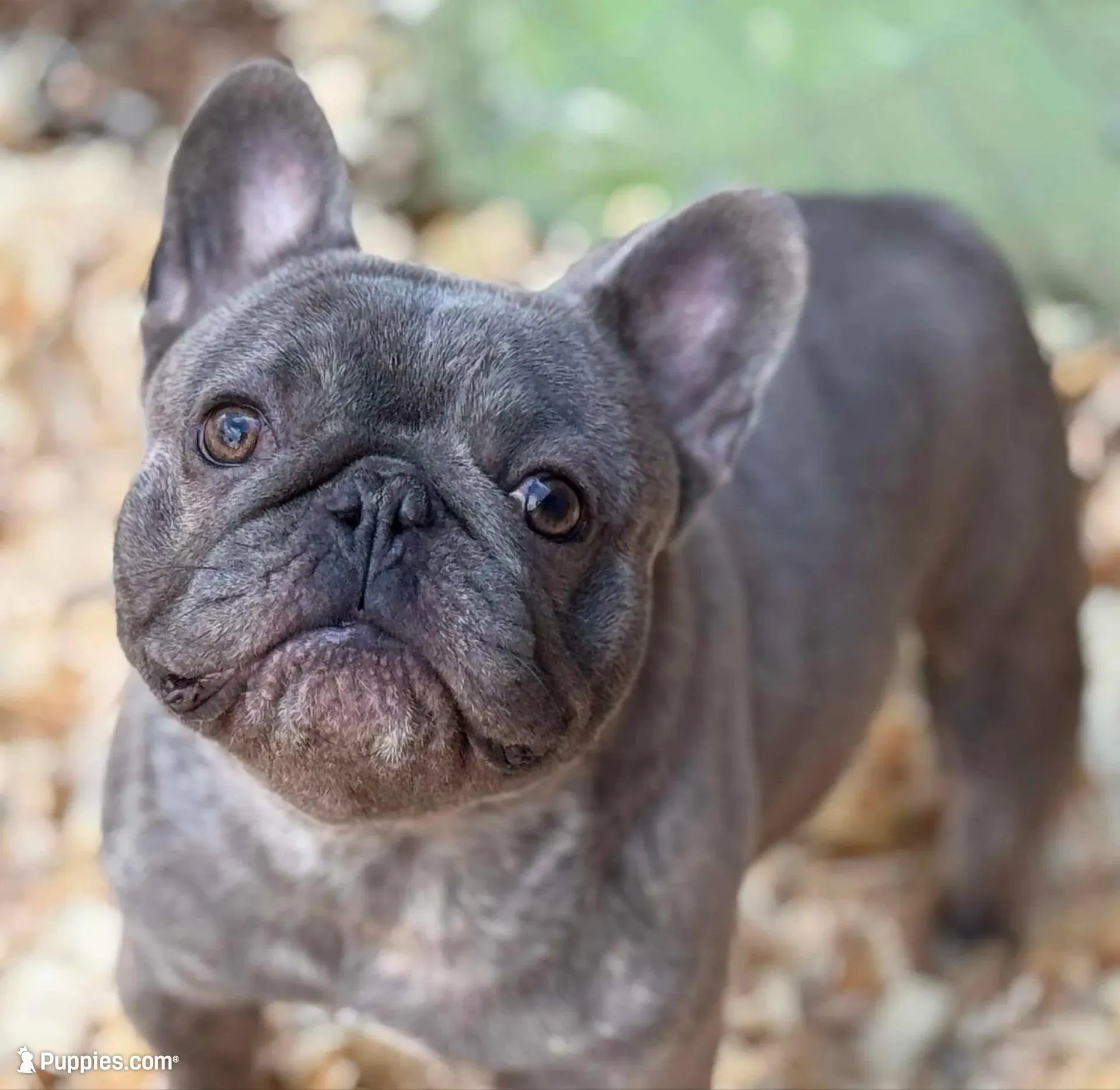 Dudley , a male French Bulldog for sale in Mifflintown, PA – 5 of 5