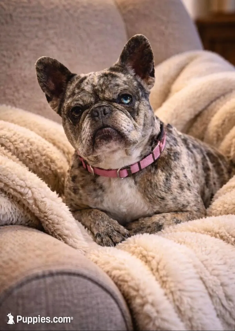 Dudley , a male French Bulldog for sale in Mifflintown, PA – 4 of 5