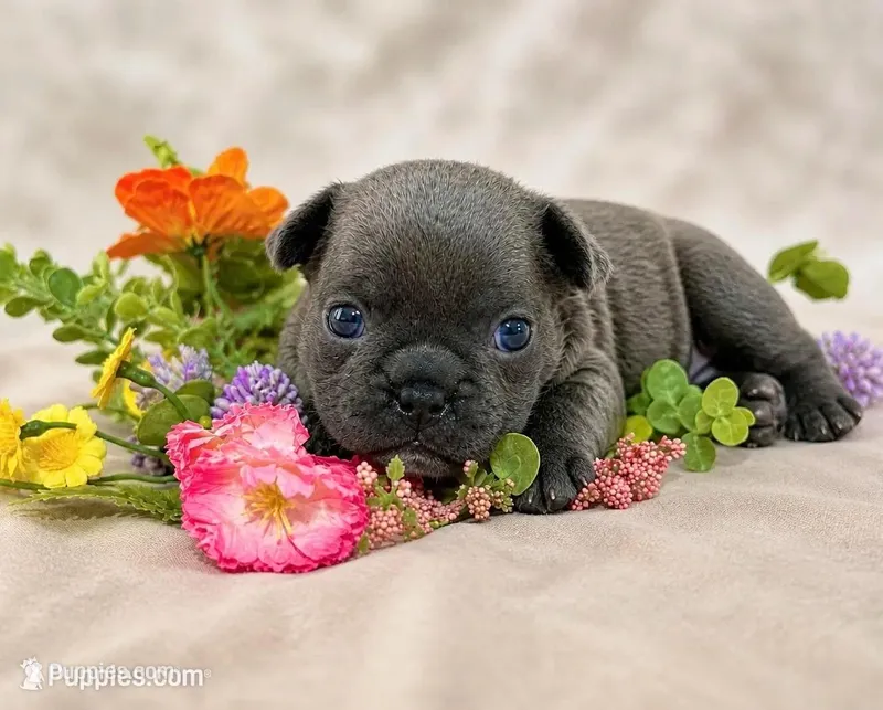 Dudley  – French Bulldog puppy for sale in Mifflintown, PA