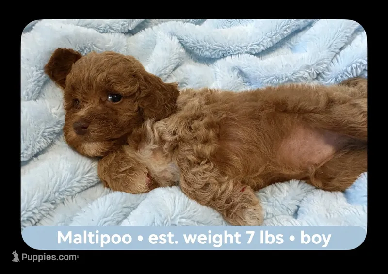 Little boy – Maltipoo puppy for sale in Springtown, TX