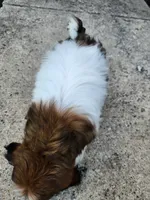 Lady, a female Shih Tzu for sale in Rhome, TX – 3 of 3