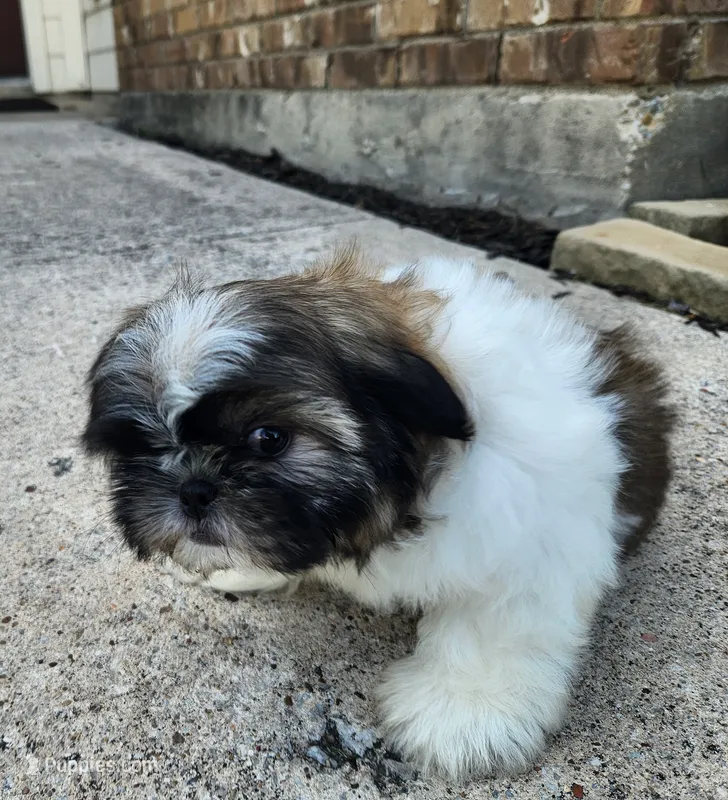 Ash – Shih Tzu puppy for sale in Rhome, TX