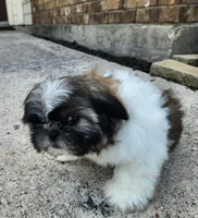 Ash, a female Shih Tzu for sale in Rhome, TX – 2 of 3