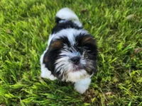 Fluffy, a male Shih Tzu for sale in Rhome, TX – 2 of 3