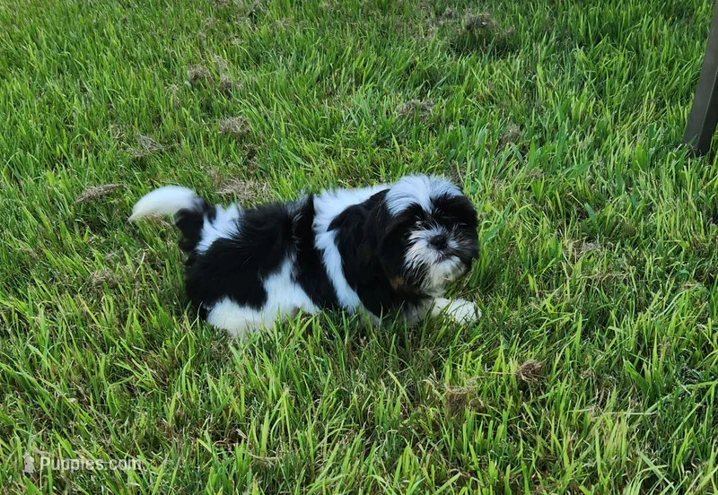 Fluffy – Shih Tzu puppy for sale in Rhome, TX