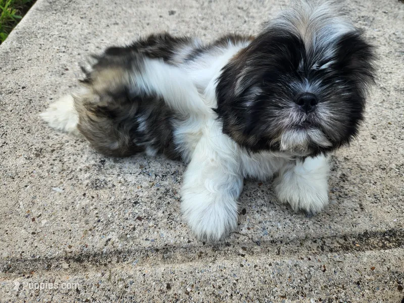 Ash – Shih Tzu puppy for sale in Rhome, TX