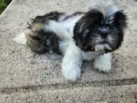 Ash, a female Shih Tzu for sale in Rhome, TX – 1 of 3