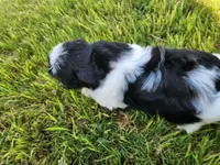 Fluffy, a male Shih Tzu for sale in Rhome, TX – 3 of 3