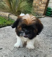 Lady, a female Shih Tzu for sale in Rhome, TX – 2 of 3