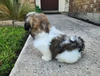 Ash, a female Shih Tzu for sale in Rhome, TX – 3 of 3