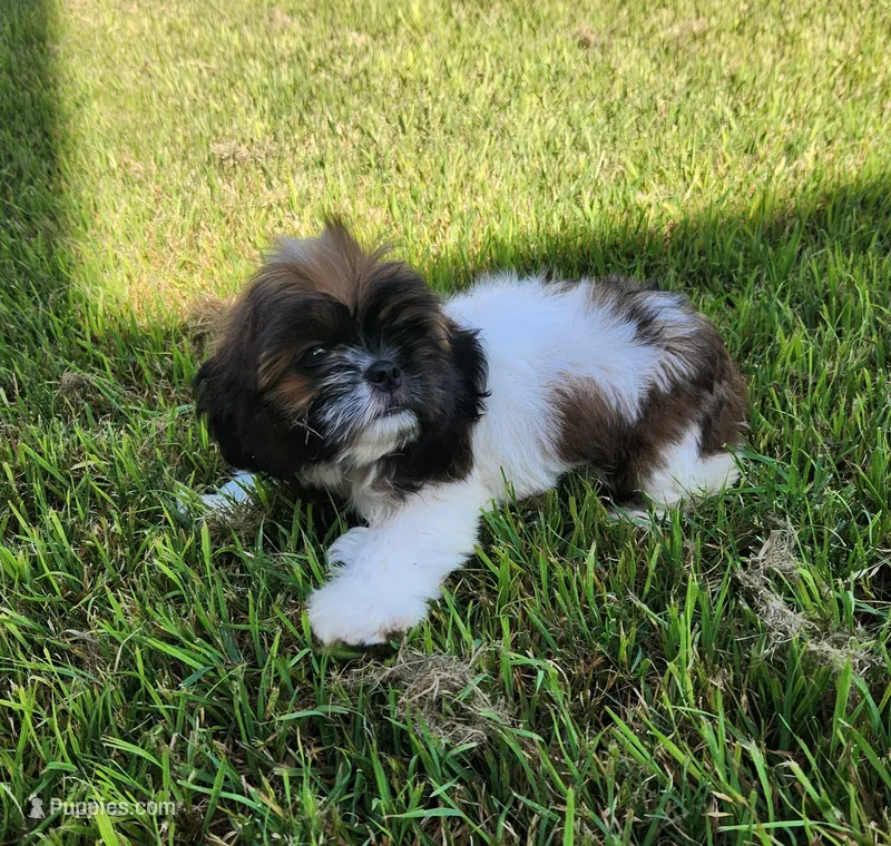 Lady – Shih Tzu puppy for sale in Rhome, TX