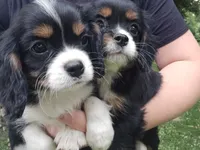 Sprout, a male Cavalier King Charles Spaniel for sale in Charles City, IA – 4 of 5