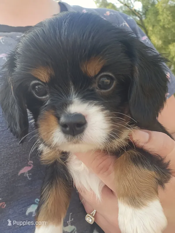 Brownie – Cavalier King Charles Spaniel puppy for sale in Charles City, IA