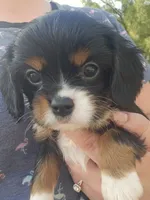 Brownie, a male Cavalier King Charles Spaniel for sale in Charles City, IA – 1 of 3