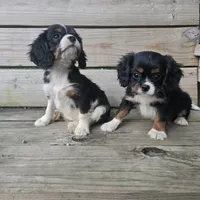 Sprout, a male Cavalier King Charles Spaniel for sale in Charles City, IA – 5 of 5