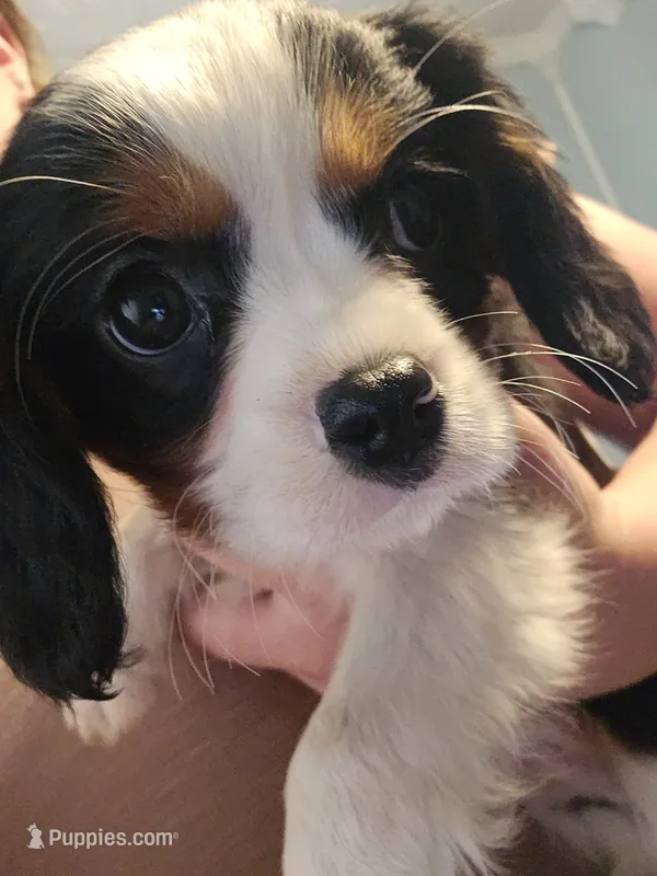 Brownie – Cavalier King Charles Spaniel puppy for sale in Charles City, IA