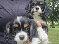 Sprout, a male Cavalier King Charles Spaniel for sale in Charles City, IA – 2 of 5