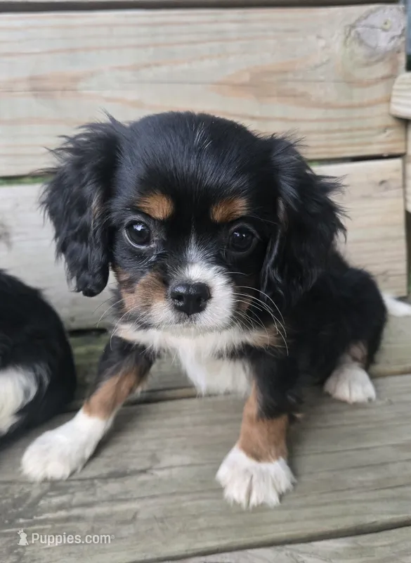 Sprout – Cavalier King Charles Spaniel puppy for sale in Charles City, IA