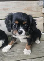 Sprout, a male Cavalier King Charles Spaniel for sale in Charles City, IA – 1 of 5