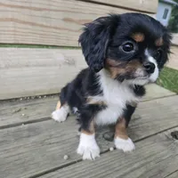 Sprout, a male Cavalier King Charles Spaniel for sale in Charles City, IA – 3 of 5