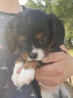Brownie, a male Cavalier King Charles Spaniel for sale in Charles City, IA – 3 of 3