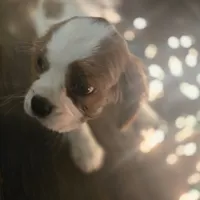 Buddy, a male Cavalier King Charles Spaniel for sale in Charles City, IA – 3 of 6