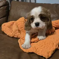 Buddy, a male Cavalier King Charles Spaniel for sale in Charles City, IA – 2 of 6