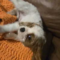 Buddy, a male Cavalier King Charles Spaniel for sale in Charles City, IA – 4 of 6