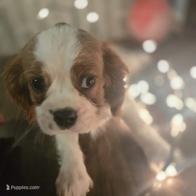 Buddy – Cavalier King Charles Spaniel puppy for sale in Charles City, IA