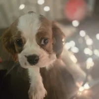 Buddy, a male Cavalier King Charles Spaniel for sale in Charles City, IA – 1 of 6