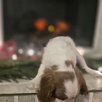 Buddy, a male Cavalier King Charles Spaniel for sale in Charles City, IA – 6 of 6