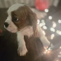 Buddy, a male Cavalier King Charles Spaniel for sale in Charles City, IA – 5 of 6