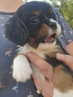 Brownie, a male Cavalier King Charles Spaniel for sale in Charles City, IA – 2 of 3