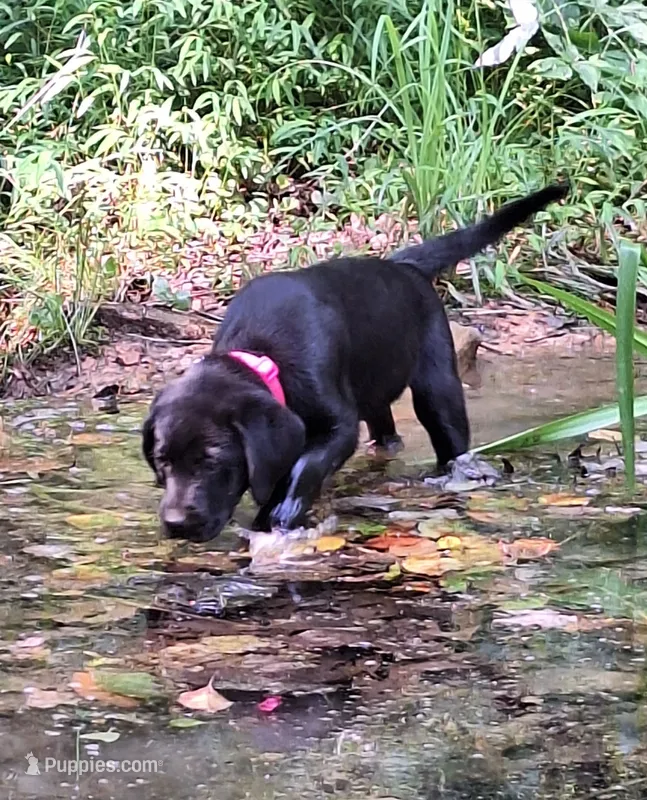 Sadie – Labrador Retriever puppy for sale in Calvin, PA