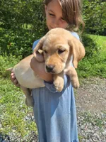 Ryker, a male Labrador Retriever for sale in Calvin, PA – 1 of 1