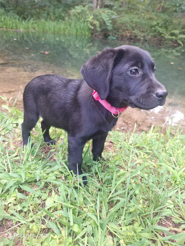 Charlotte – Labrador Retriever puppy for sale in Calvin, PA