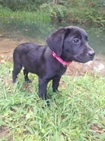 Charlotte, a female Labrador Retriever for sale in Calvin, PA – 1 of 1