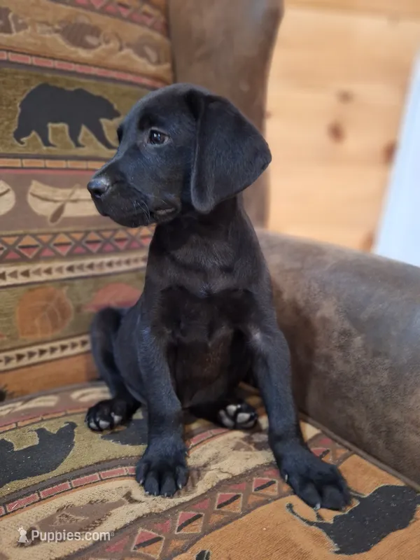 Hunter – Labrador Retriever puppy for sale in Calvin, PA