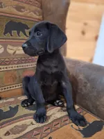 Hunter, a male Labrador Retriever for sale in Calvin, PA – 1 of 1