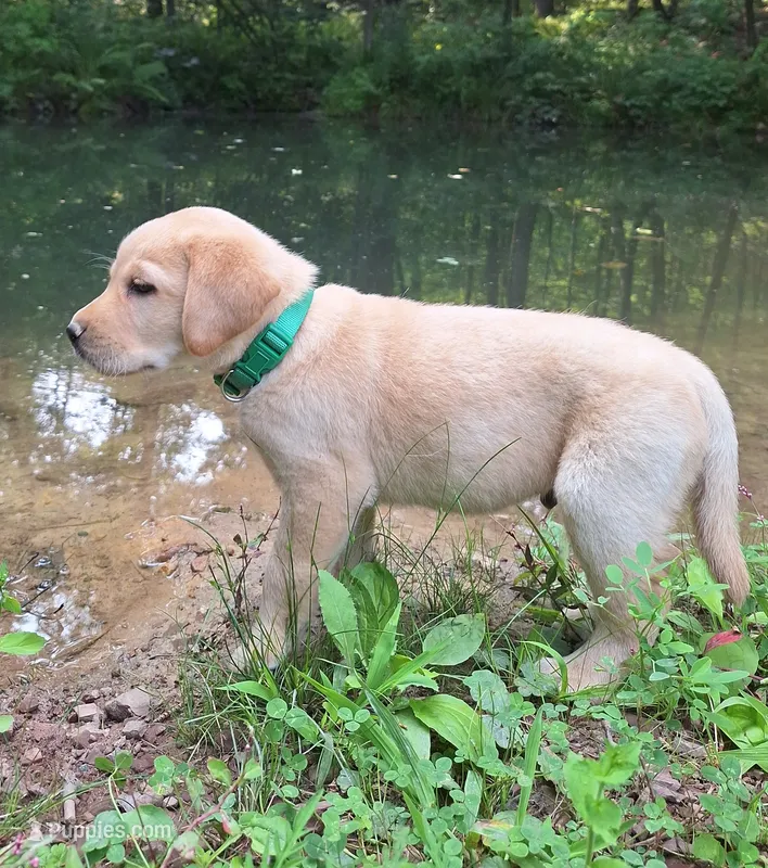 Rugar – Labrador Retriever puppy for sale in Calvin, PA