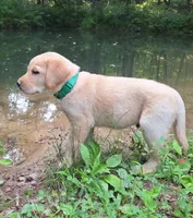 Rugar, a male Labrador Retriever for sale in Calvin, PA – 1 of 3