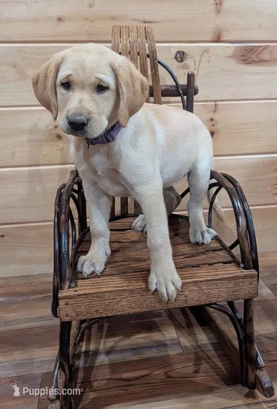 Sadie – Labrador Retriever puppy for sale in Calvin, PA