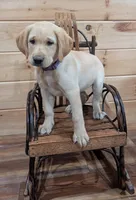 Sadie, a female Labrador Retriever for sale in Calvin, PA – 1 of 2