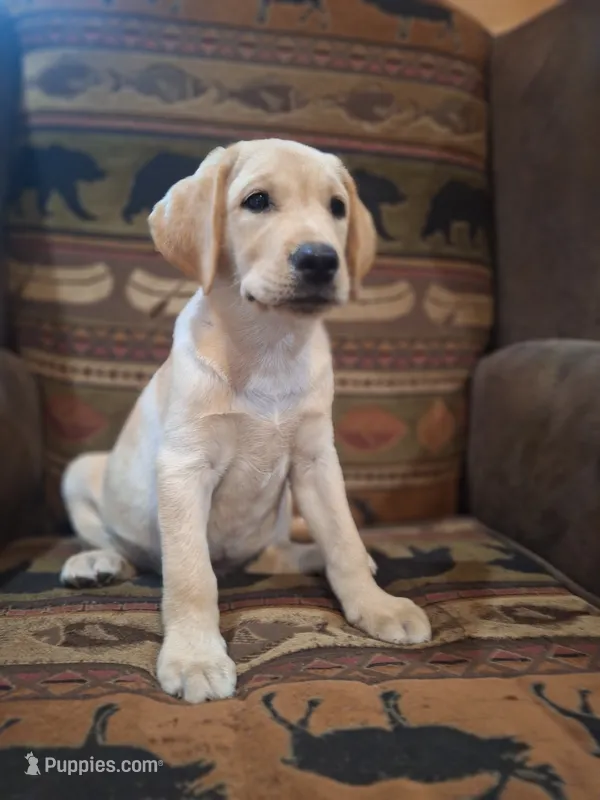 Cooper – Labrador Retriever puppy for sale in Calvin, PA