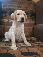 Cooper, a male Labrador Retriever for sale in Calvin, PA – 1 of 2