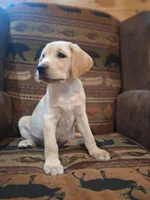 Cooper, a male Labrador Retriever for sale in Calvin, PA – 2 of 2