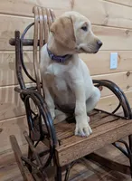 Sadie, a female Labrador Retriever for sale in Calvin, PA – 2 of 2