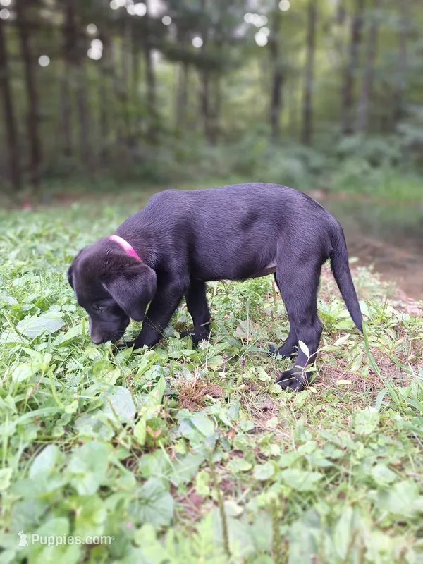 Rosie – Labrador Retriever puppy for sale in Calvin, PA