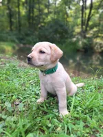 Rugar, a male Labrador Retriever for sale in Calvin, PA – 2 of 3